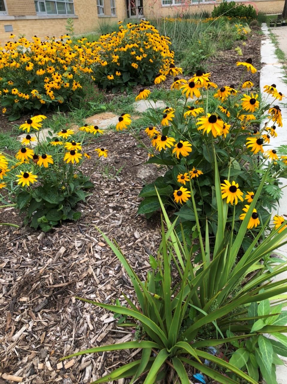 Black-eyed Susans