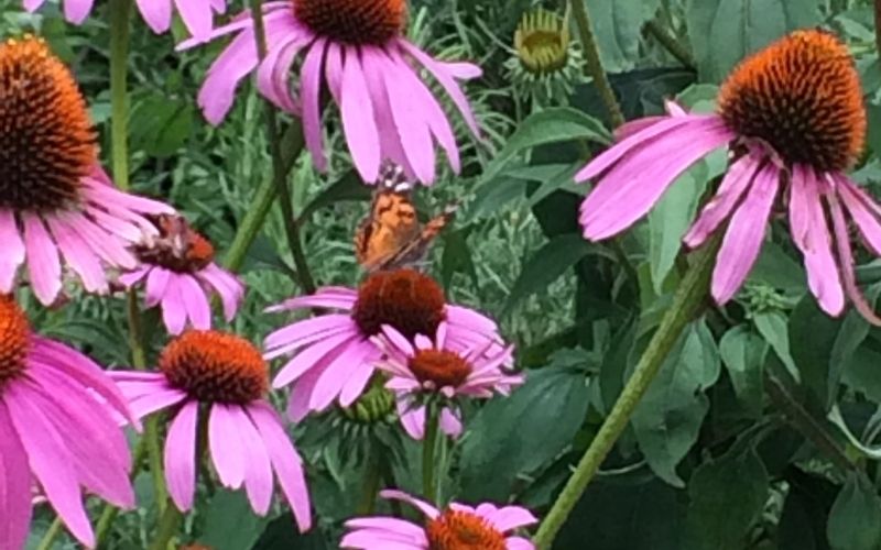 Purple coneflowers