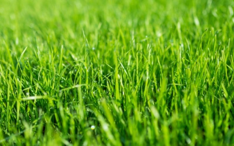 Close-up of grass blades