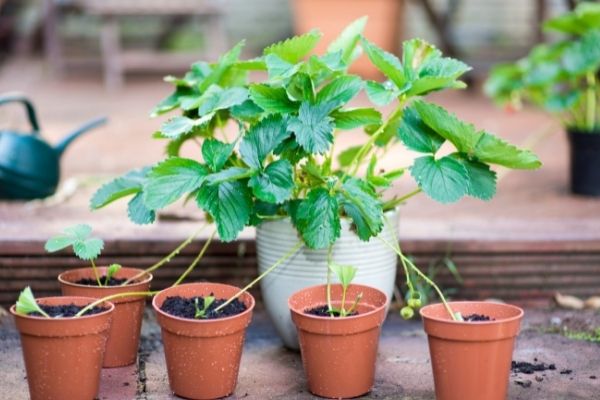 Five shoots are propagated from a mother plant