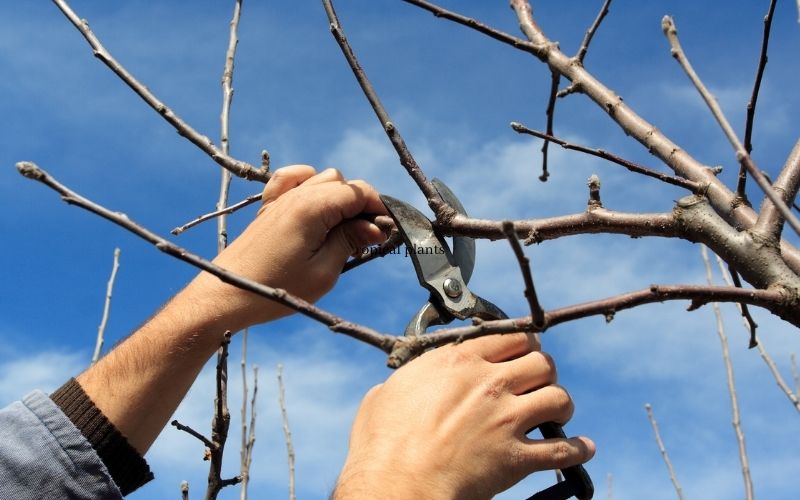 Hands trimming a small tree branch