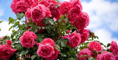 Dark pink roses against a blue sky