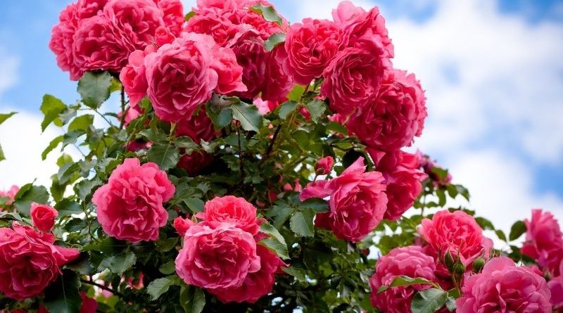 Dark pink roses against a blue sky