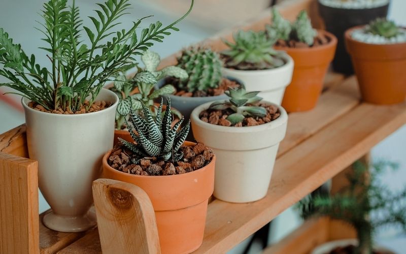 Potted succulents and cacti