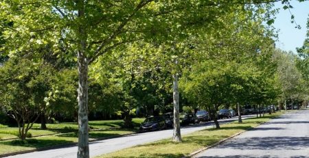 Tree lined street in urban setting