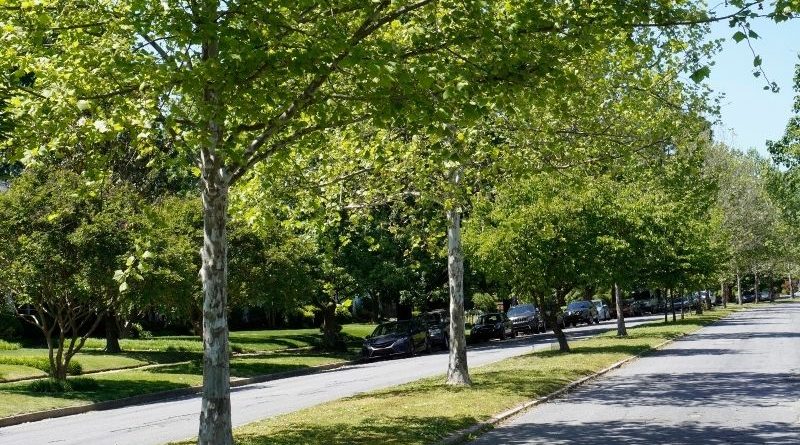 Tree lined street in urban setting