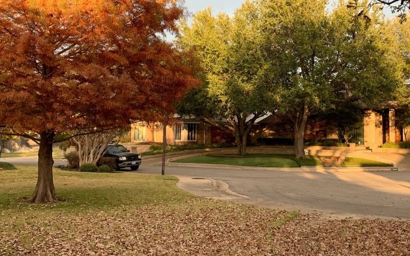 Fall trees on a suburban street