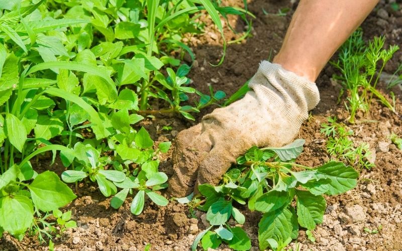 Hand with garden glove pulling weeds