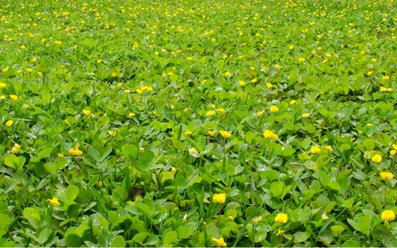 Groundcover with small yellow followers