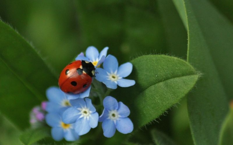 Lady bug on pale blue flowers