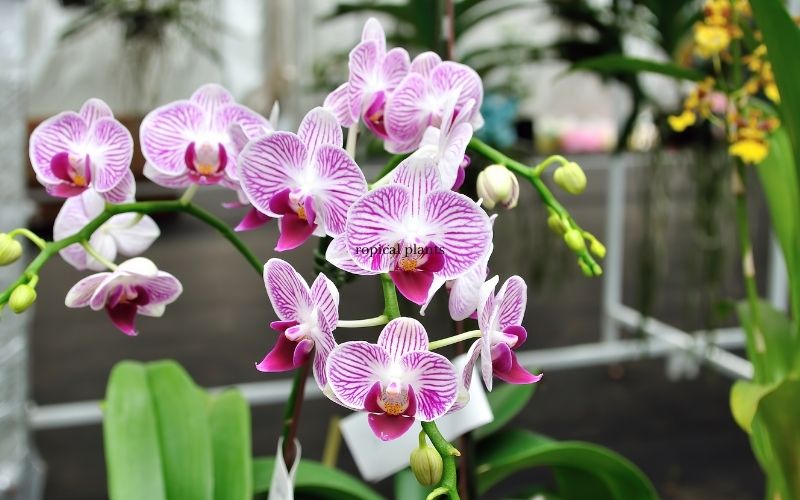 Violet orchids in bloom