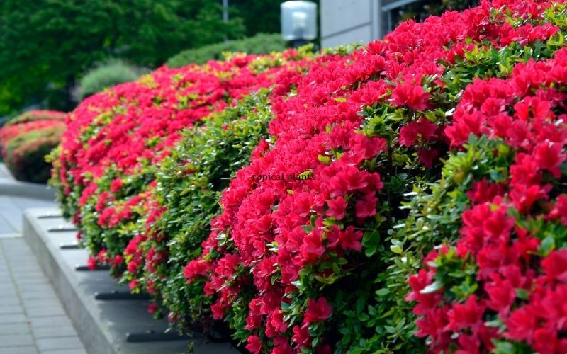 Colorful blooming bush