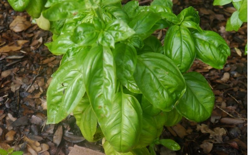 Fresh basil in a garden