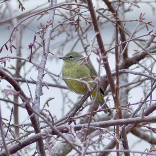 Bird perching in tree for protection