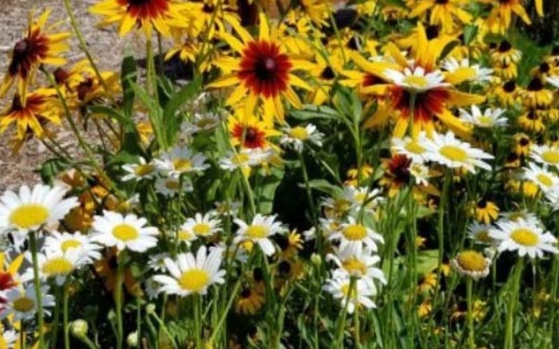 Daisies and sunflowers along a path