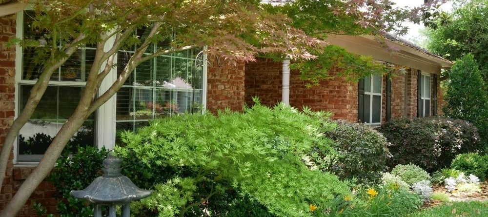 Japanese Maples in front yard of a brick house