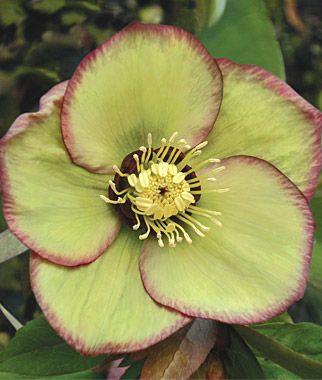 Close-up Helleborus x hybridus ‘Phoenix’