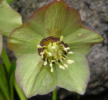 Close-up Helleborus x hybridus ‘Phoenix’