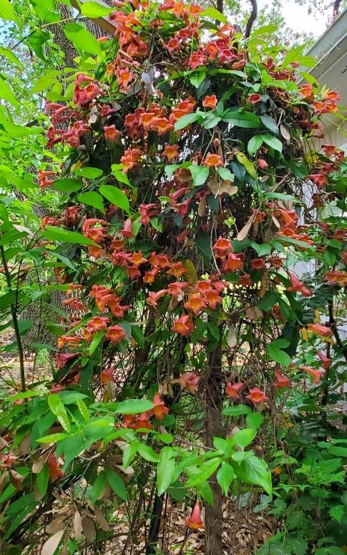 Coral honeysuckle vine in bloom