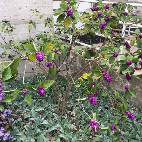 American Beauty Berry with bright purple berries