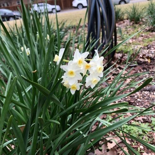 White and yellow Daffodils