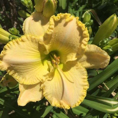 Close-up of yellow daylily