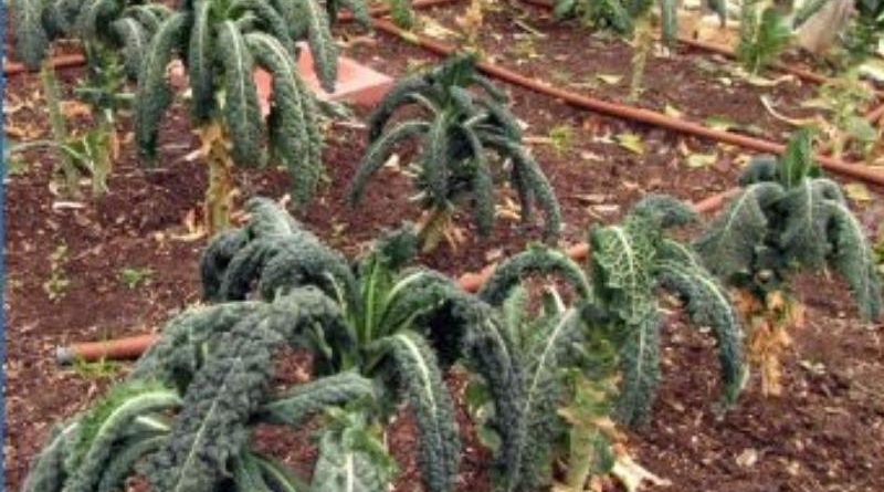 Kale damaged by a freeze