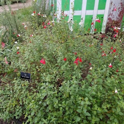 Hot lips sage shows off its red and white flowers