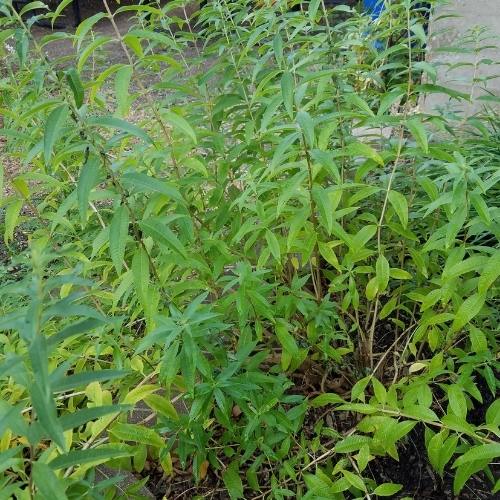 Lemon verbena