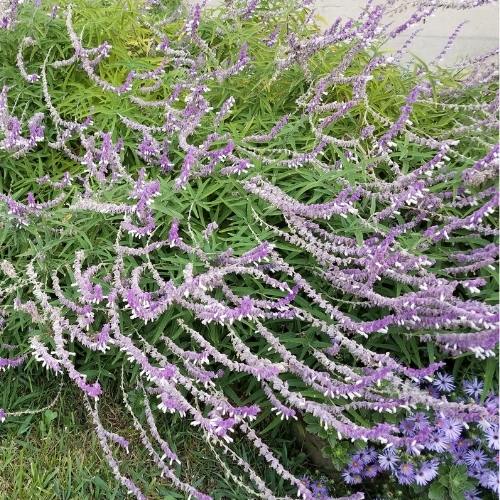 Mexican bush sage with purple flowers in bloom