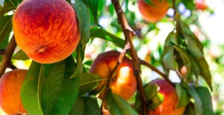 Closeup of ripe peaches on a tree branch