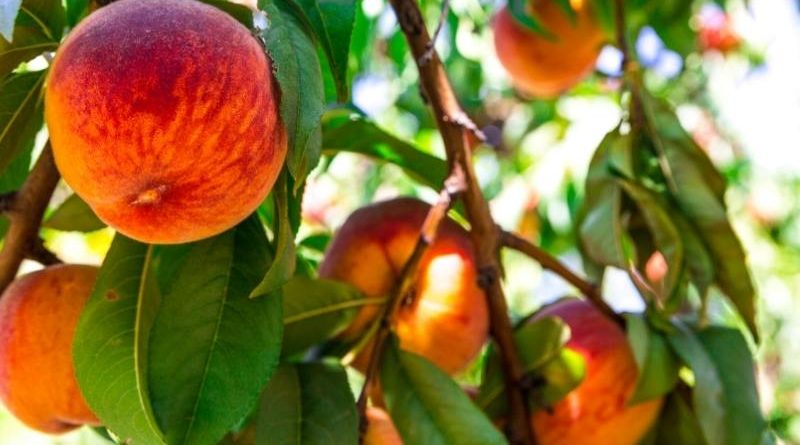 Closeup of ripe peaches on a tree branch