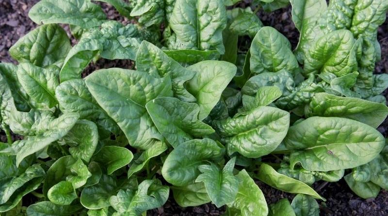 Spinach growing in vegetable garden