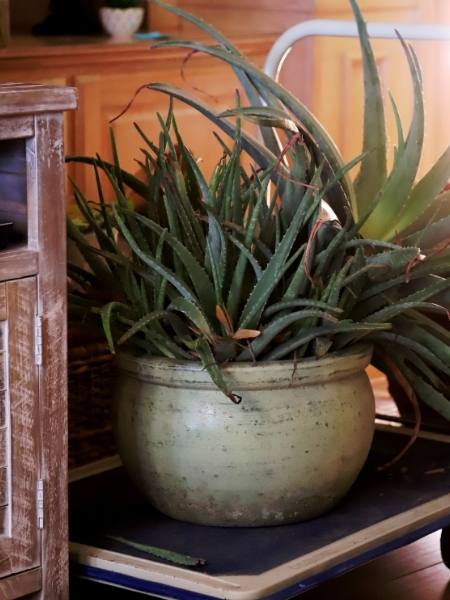 Aloe in a pot