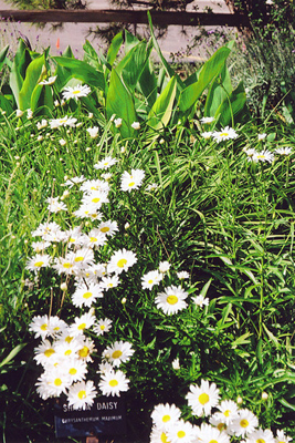 Shasta daisies