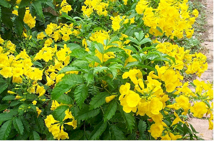 Golden esperanza in full bloomm