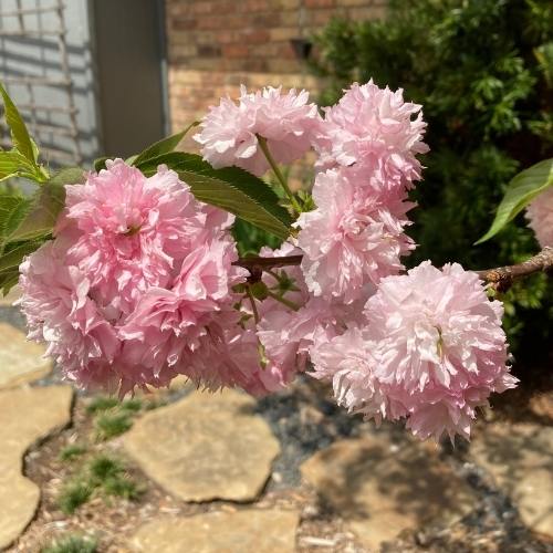 Close-up pink cherry blossoms