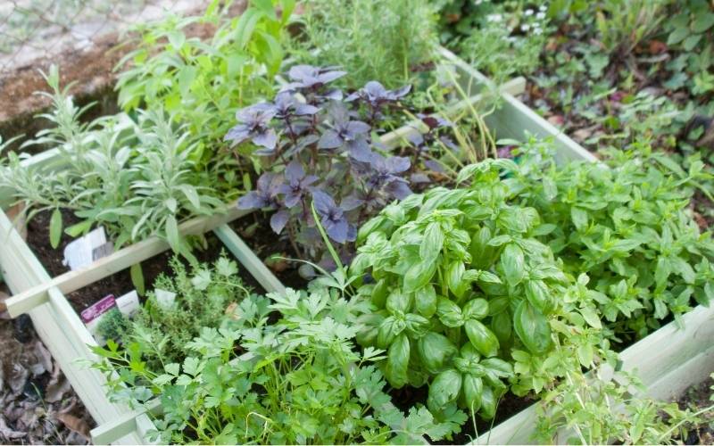 Farmers Branch Community Garden