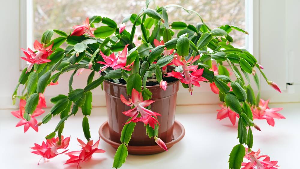 Caring for A Christmas Cactus After The Holidays