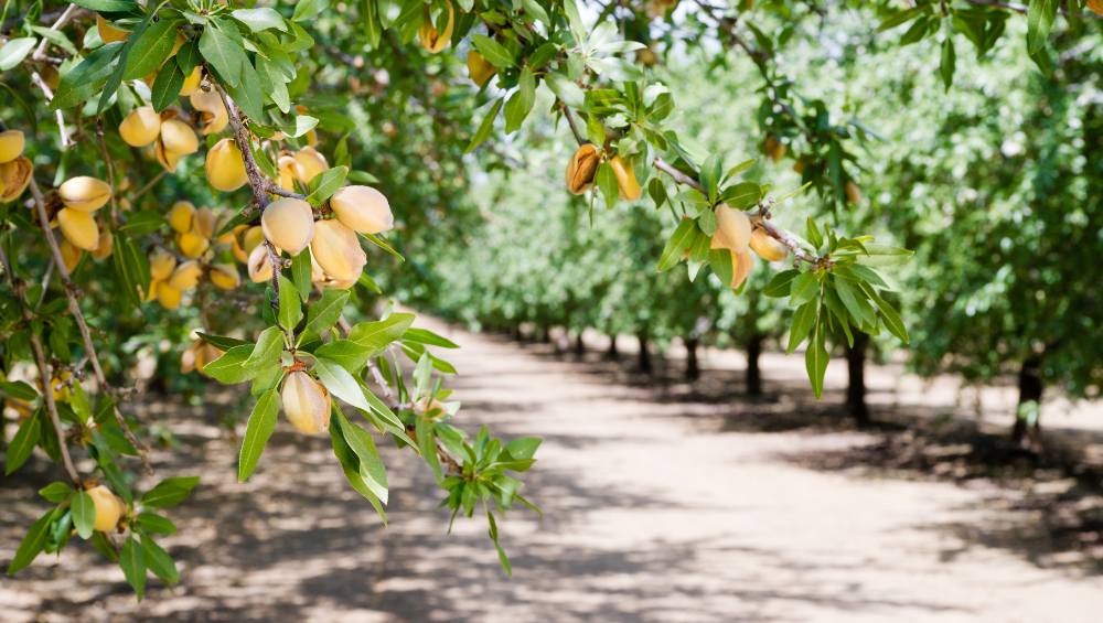 Planting Bare Root Fruit and Nut Trees