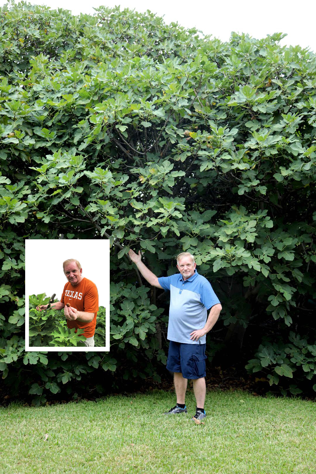 Man standing in front of a gigantic fig tree