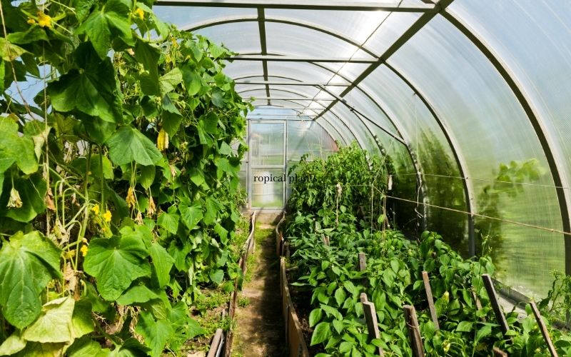 Inside of a hoop house with green leafy plants
