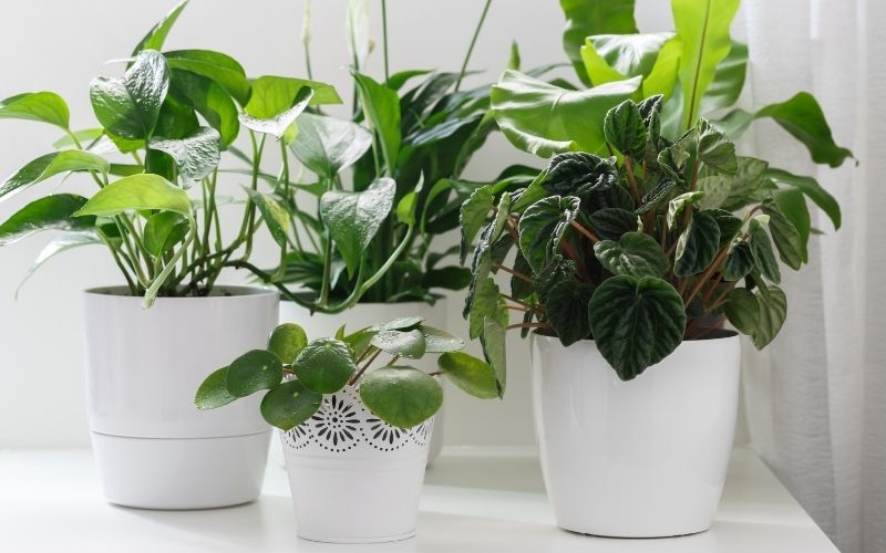 Houseplants in white containers