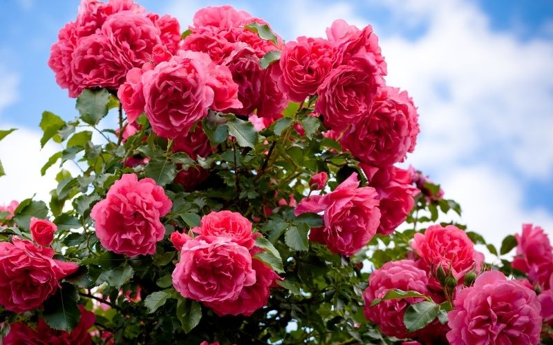 Dark pink roses against a blue sky