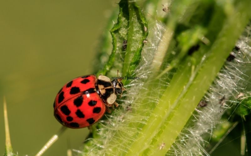 Close-up of a ladybug on a green stem