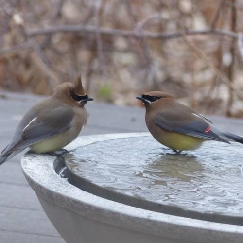 Two birds enjoying a bird bath