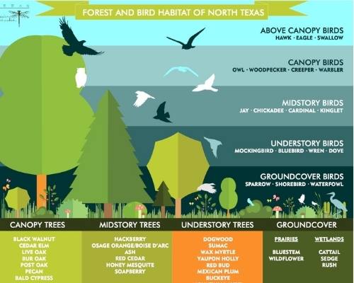 Chart showing forest and bird habitats of North Texas
