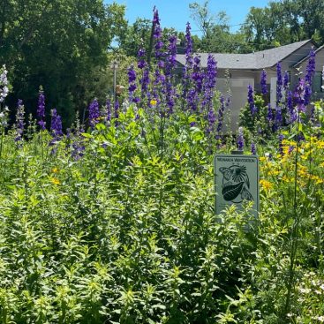 Larkspur blooms in butterfly garden