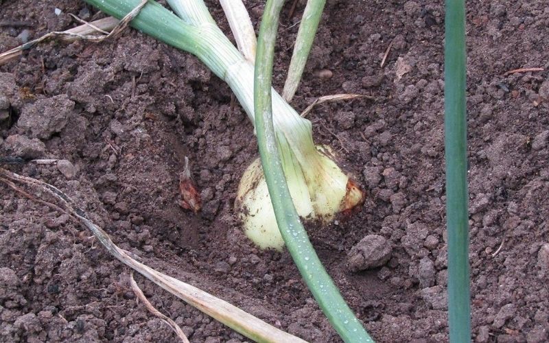 White onion in a garden ready to be harvested