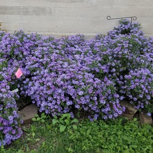 Purple Fall astors in full bloom